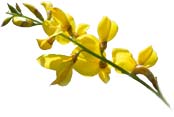 ginestra-ricamo