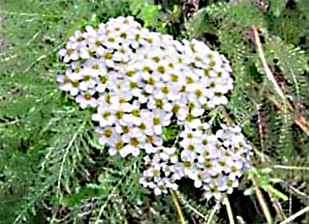 achillea