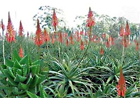 aloe