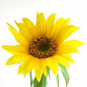 a. Girasole