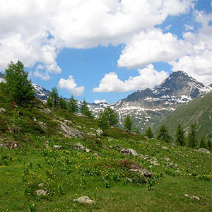 a. Montagna