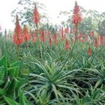 aloe