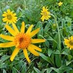 arnica