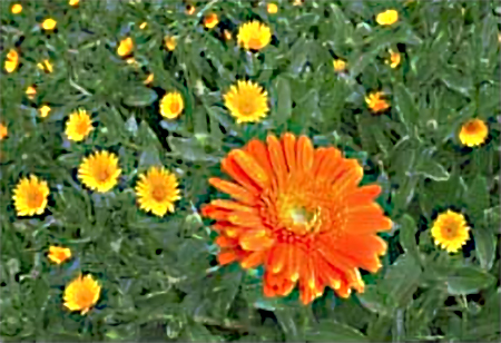 calendula