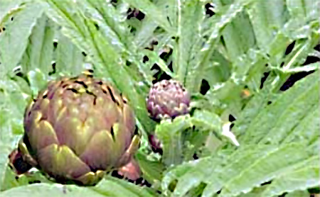 carciofo