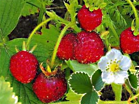 fragola selvatica