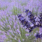 Lavanda updraft pre smush original