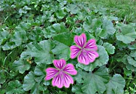 malva